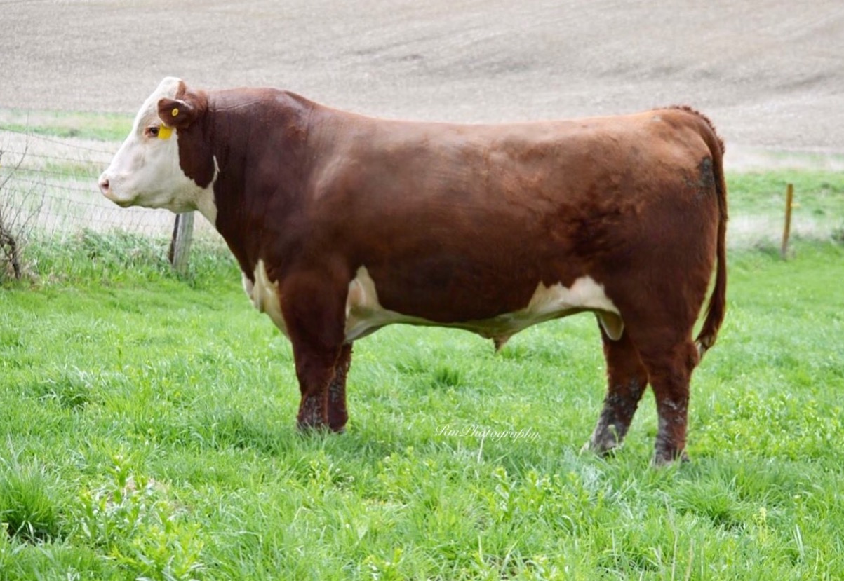 hereford